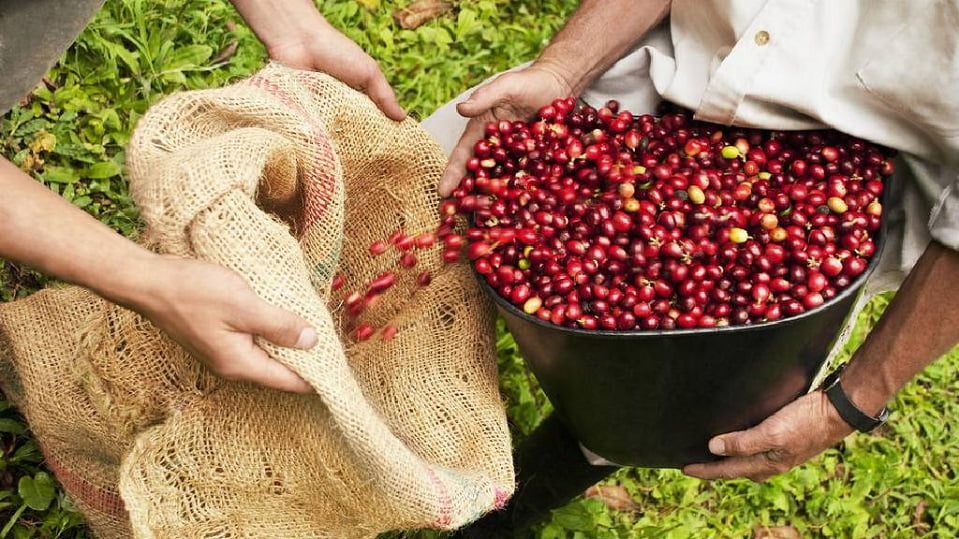 Drying Coffee Beans